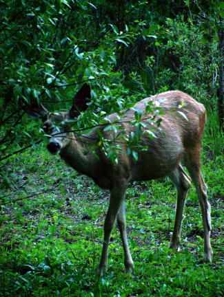 deer_in_camp2.jpg
